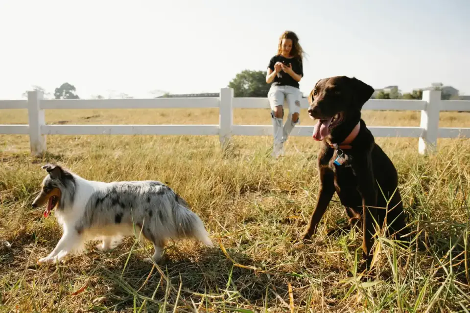 A behaviorist observing a dog and its owner during a consultation