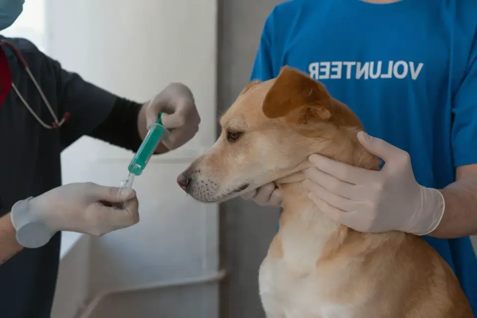 A dog being fed treats continuously by an assistant during a veterinary exam