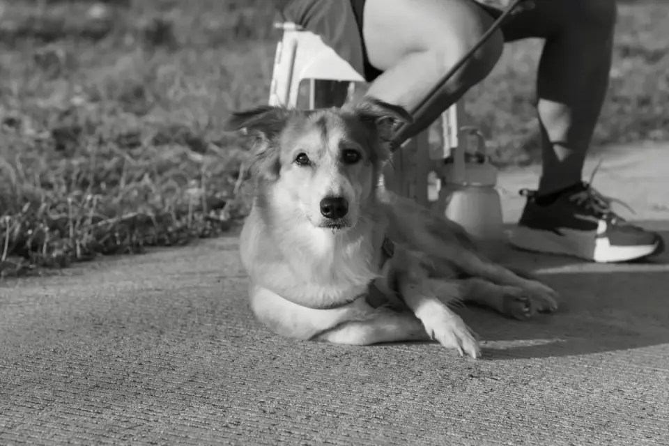 A dog calmly eating from its bowl while an owner stands nearby without reaching toward it