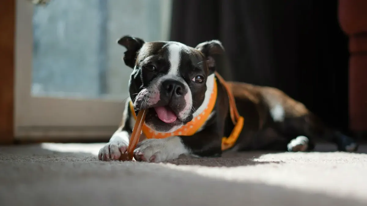 A dog calmly licking food off a textured silicone mat
