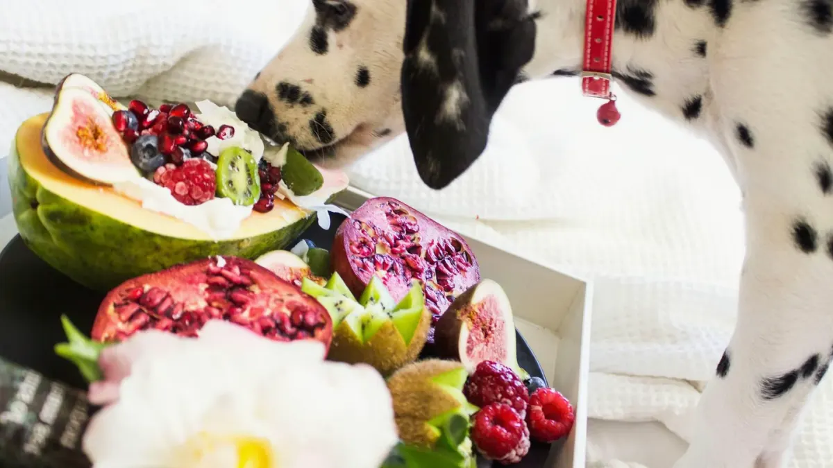 A dog cautiously sniffing a bowl of fresh raw food on the kitchen floor
