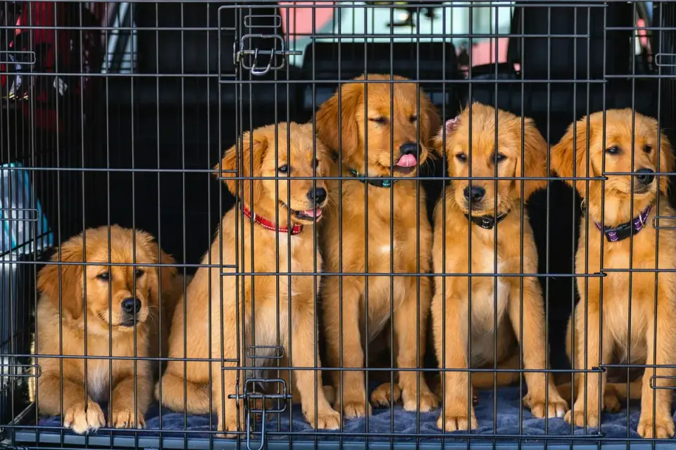 A dog crate strapped down in the back of a car