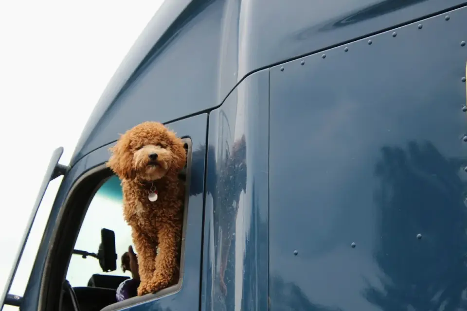 A dog crated and secured on the back seat of a pickup truck cab