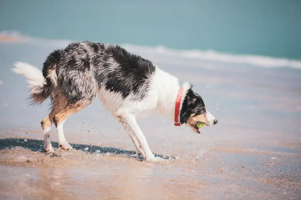 A dog drinking fresh water from a collapsible travel bowl on sand