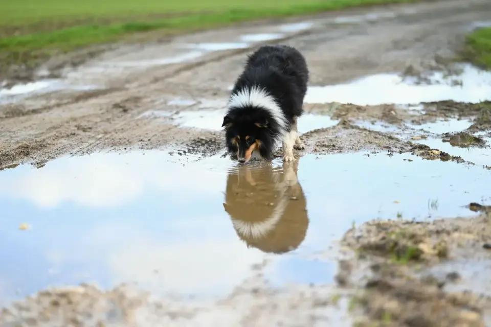 A dog drinking from a portable bowl at an outdoor rest stop