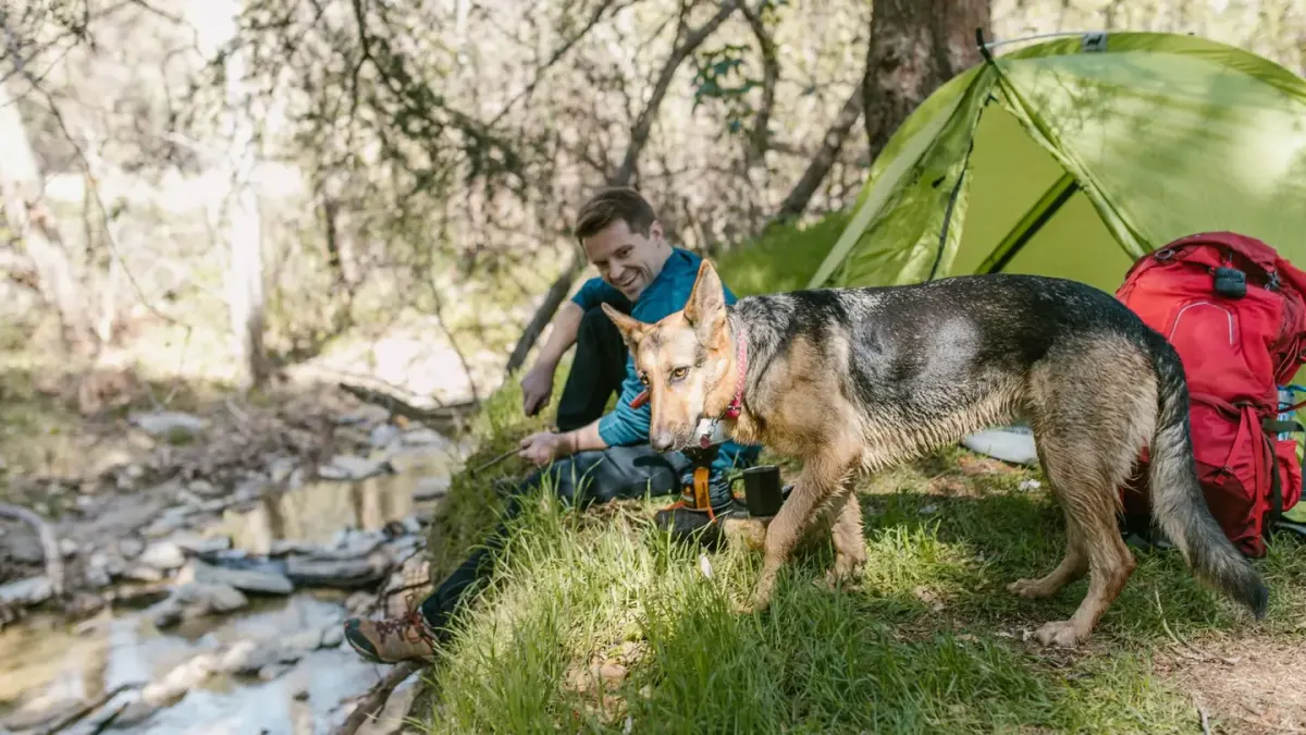 A dog eating from a portable travel bowl outdoors near a car and camping gear