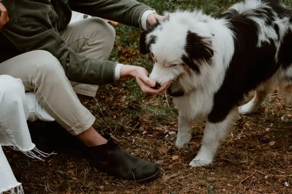 A dog holding a stay position in front of a treat placed on the floor