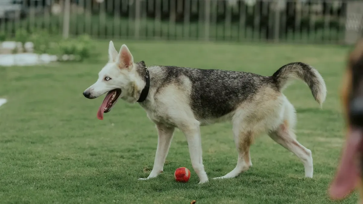 A dog leaping to catch a ball beside another dog on a loose-leash walk