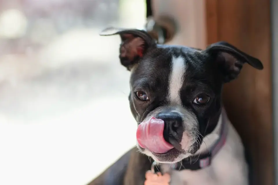A dog licking its lips while looking up at an unfamiliar visitor at the front door