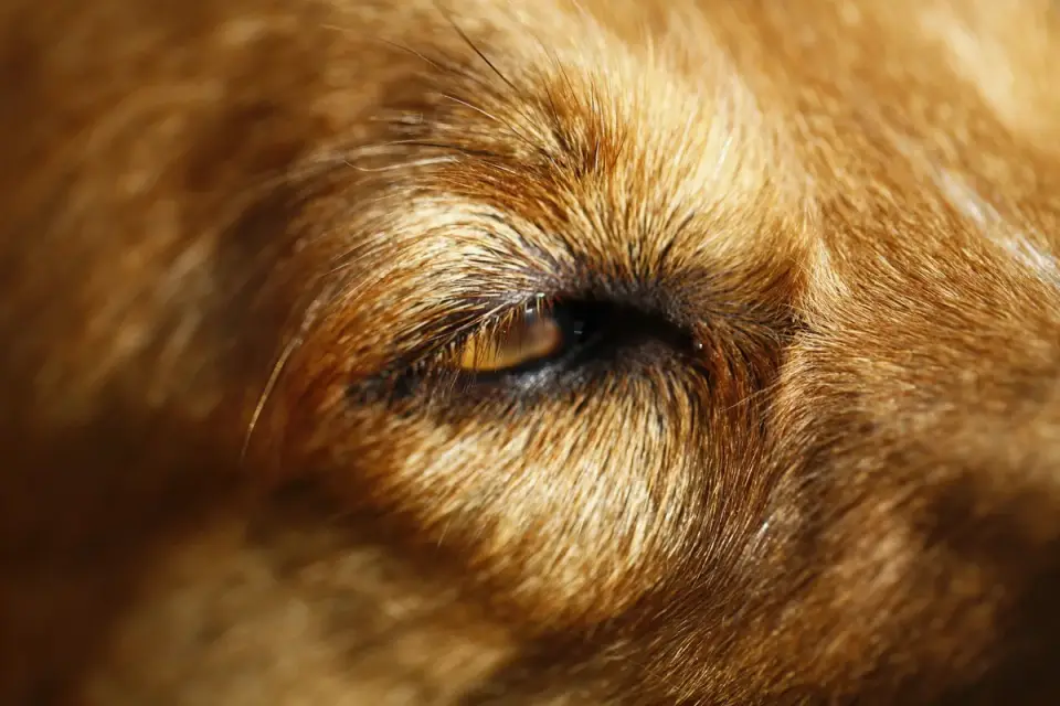 A dog looking to the side with the whites of its eyes visible, showing discomfort.