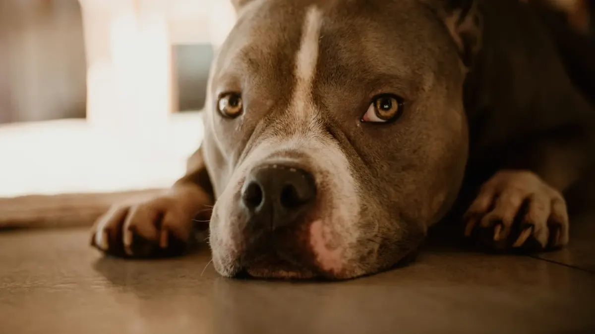 A dog lying beside its food bowl, watching the camera with a still, alert posture