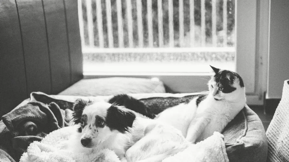 A dog lying calmly on a bed as evening light fades through a window