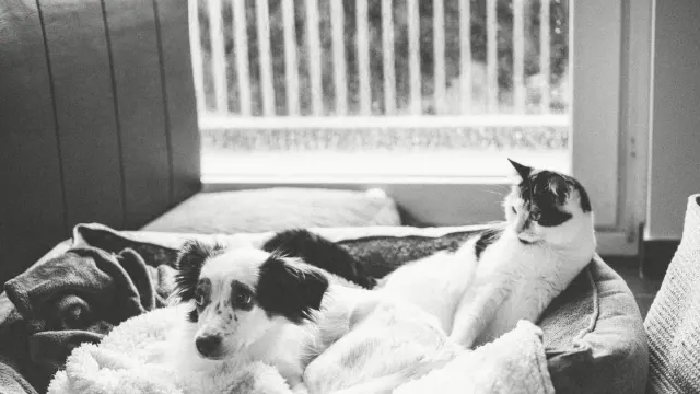 A dog lying calmly on a bed as evening light fades through a window