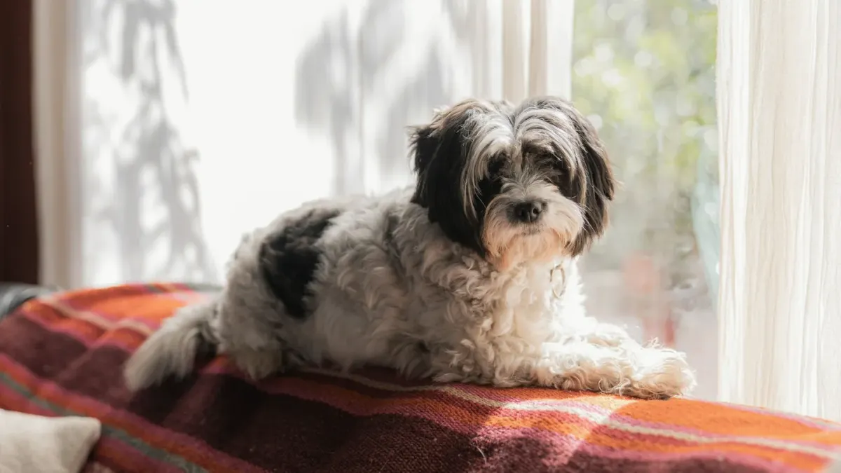 A dog lying calmly on a mat beside a couch