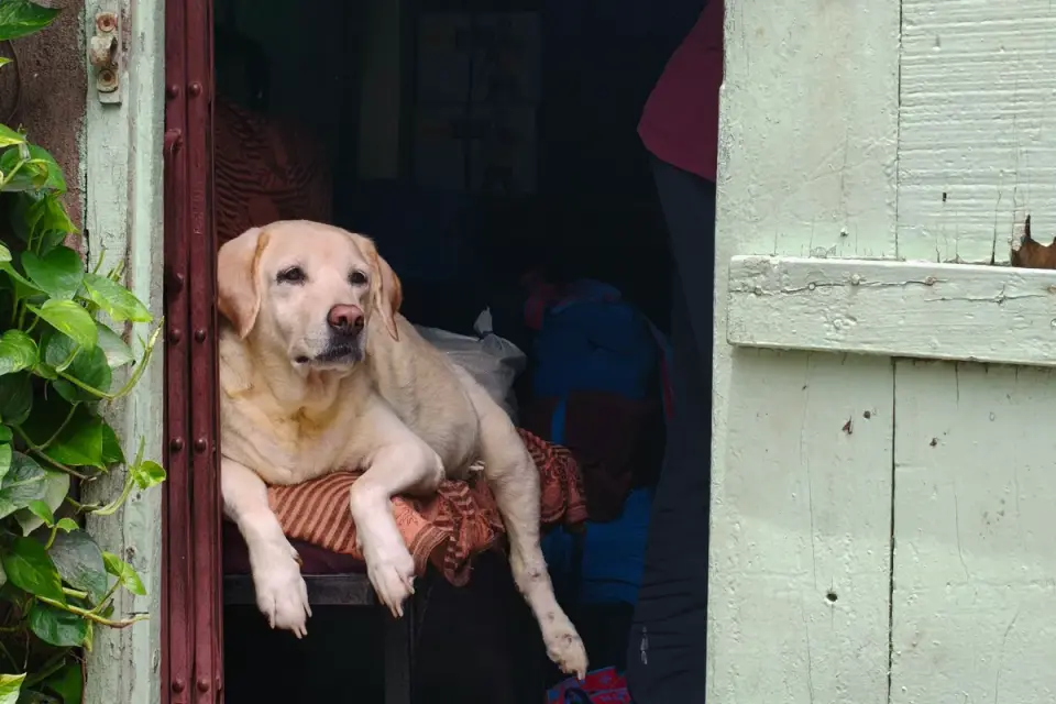 A dog lying calmly on a mat near a hallway doorway