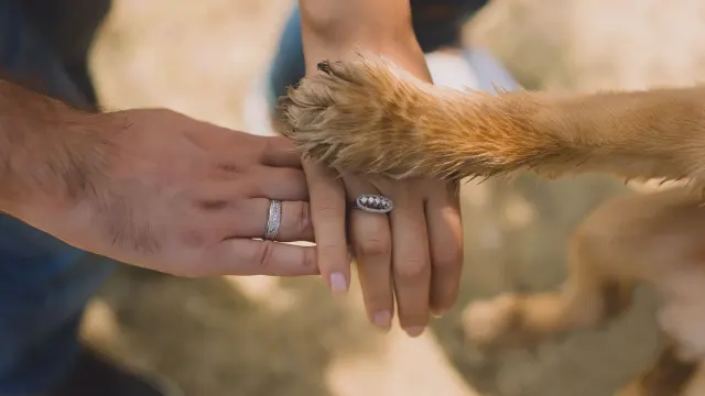 A dog lying calmly on a towel while an owner holds one paw