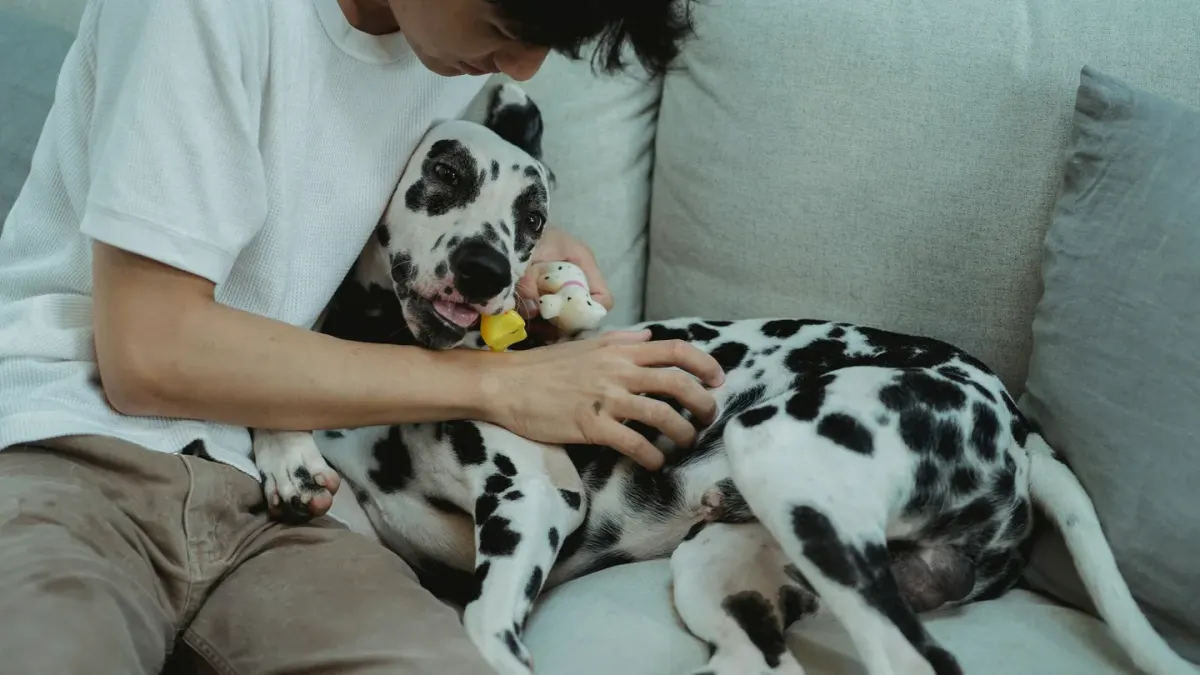 A dog lying cautiously on the floor of an unfamiliar living room while an owner sits nearby