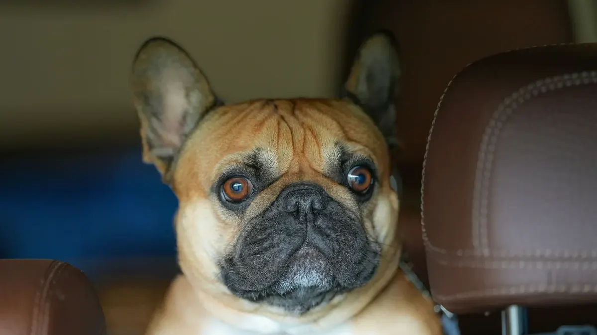 A dog lying in the back seat of a moving car with its head low