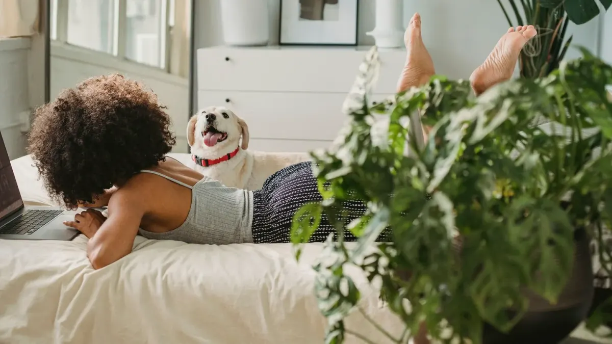 A dog lying on a bed in a home office while its owner works at a desk nearby