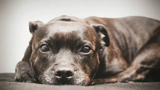A dog lying on a hardwood floor with ears pinned slightly back, watching something off-frame