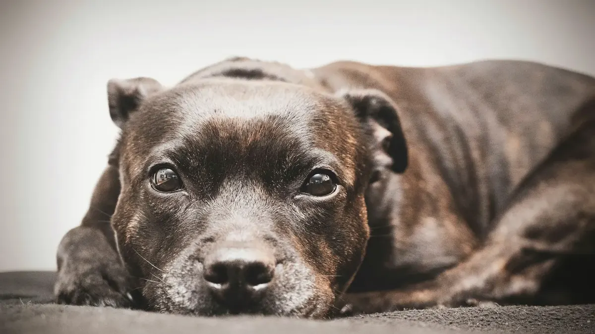 A dog lying on a hardwood floor with ears pinned slightly back, watching something off-frame