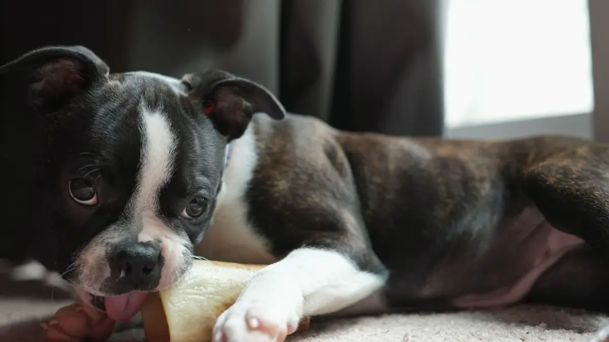 A dog lying on a living room floor chewing a rubber toy