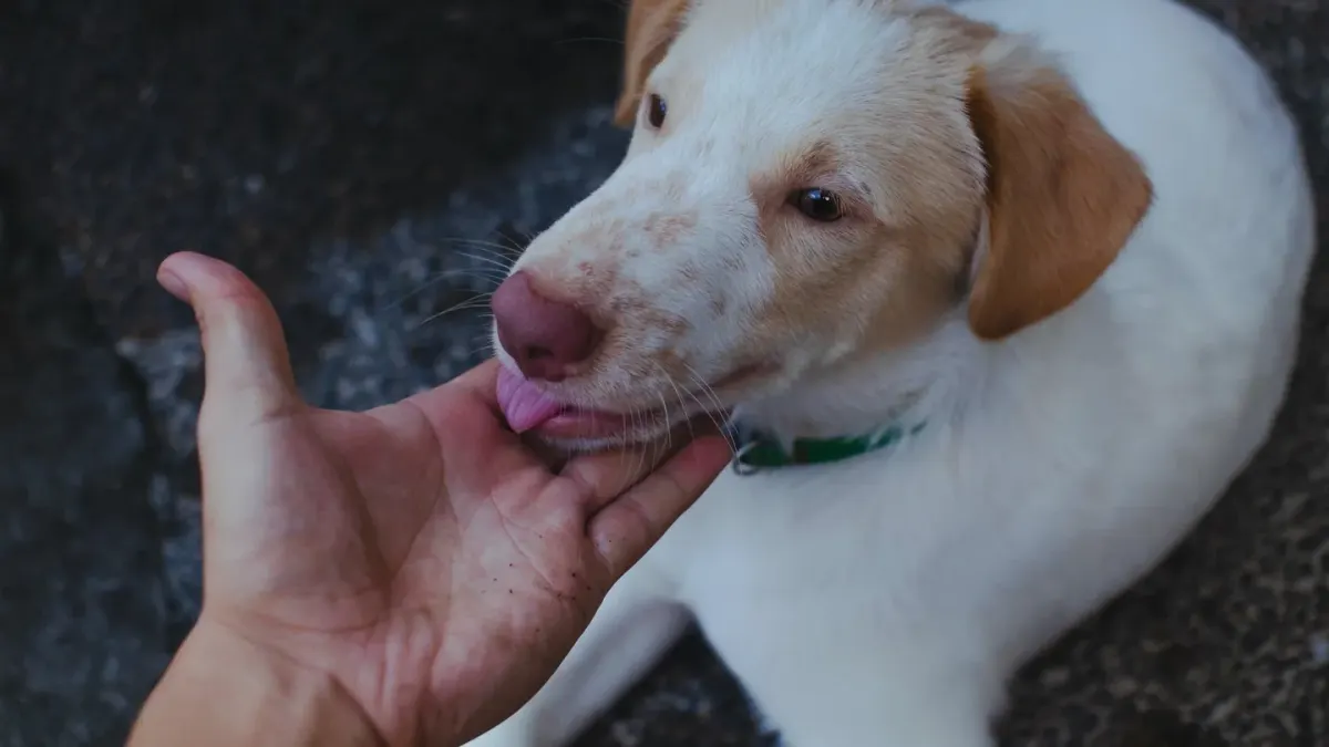 A dog lying on a wood floor licking at one front paw