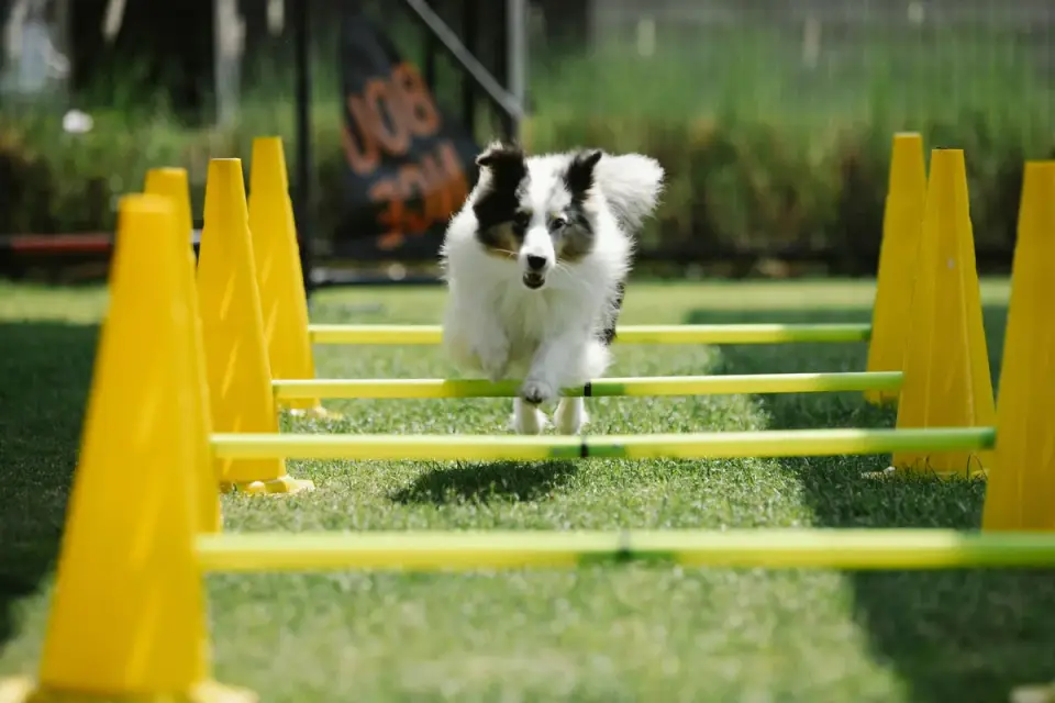 A dog mid-stride stepping over a row of low cavaletti poles set up on grass
