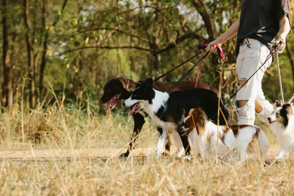 A dog on leash calmly watching another dog approach from a distance