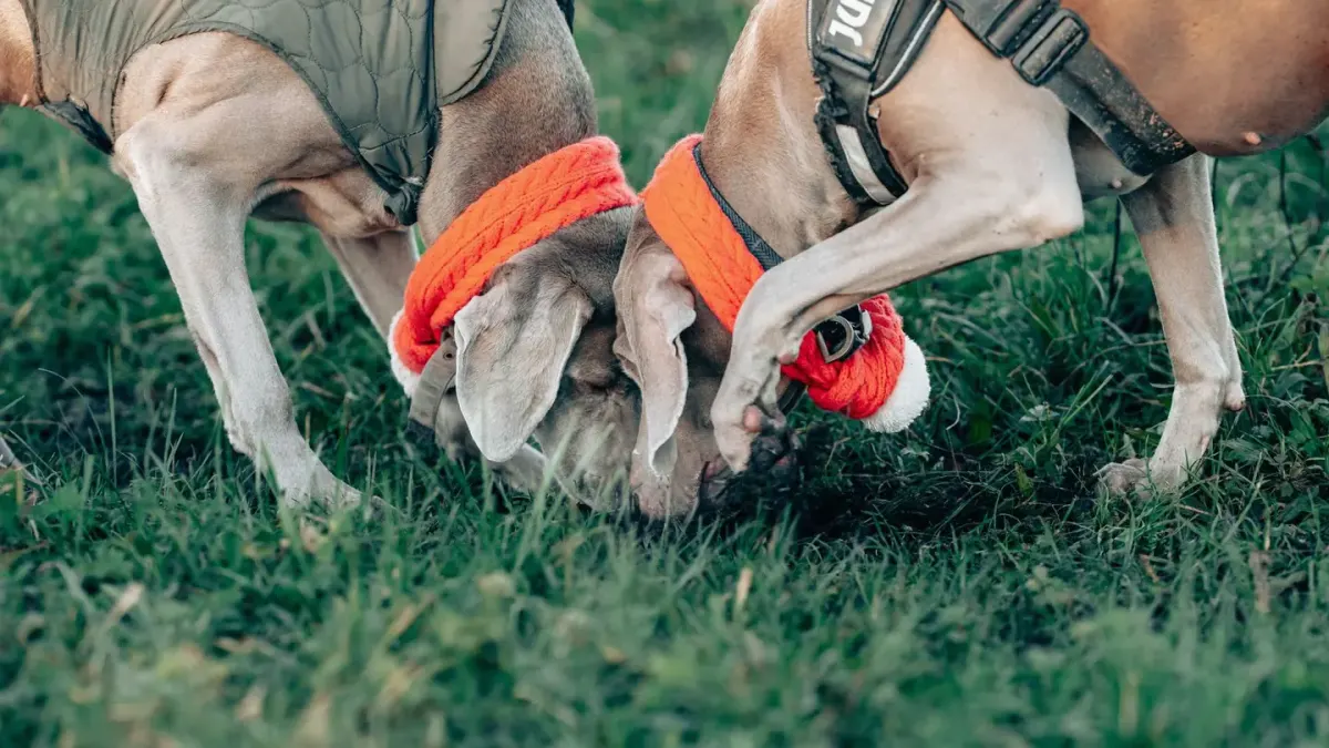 A dog on a leash sniffing the grass in a backyard