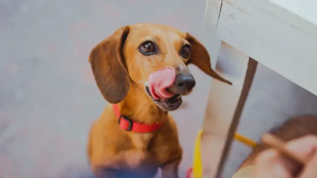 A dog on leash with ears pinned back and lips slightly retracted