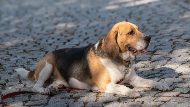 A dog on a short leash walking slowly across a yard