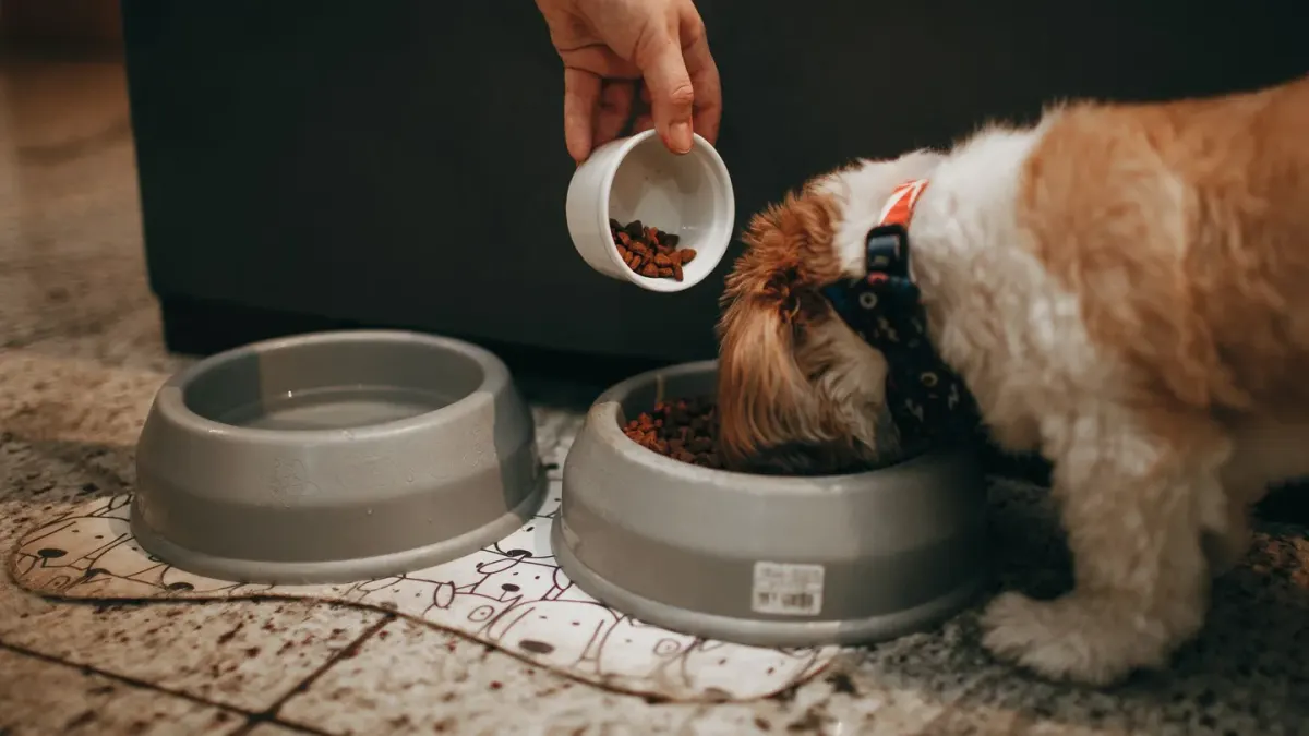 A dog owner holding an antibiotic tablet and a probiotic capsule side by side before a meal