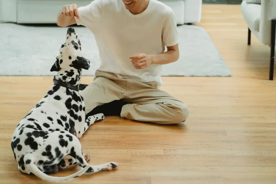 A dog owner offering a treat to a dog during a calm home training session
