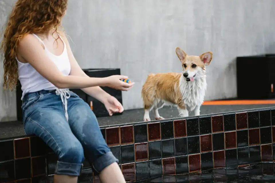 A dog owner practicing a stay cue with their dog at a short distance indoors
