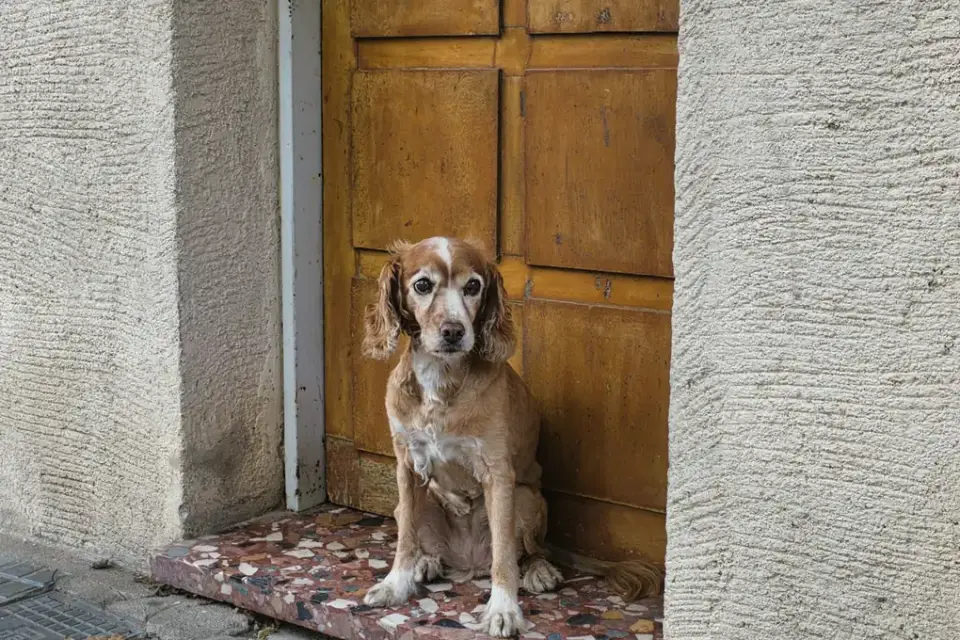 A dog pacing near a front door in a home setting