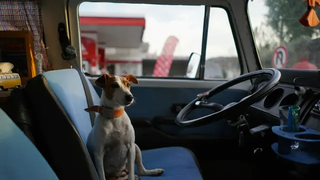 A dog panting and looking tense while riding in the back seat of a car