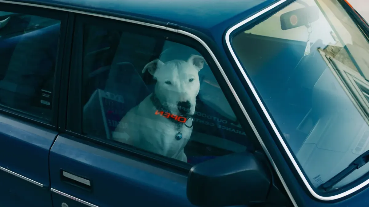A dog panting and pressed against the back seat of a car