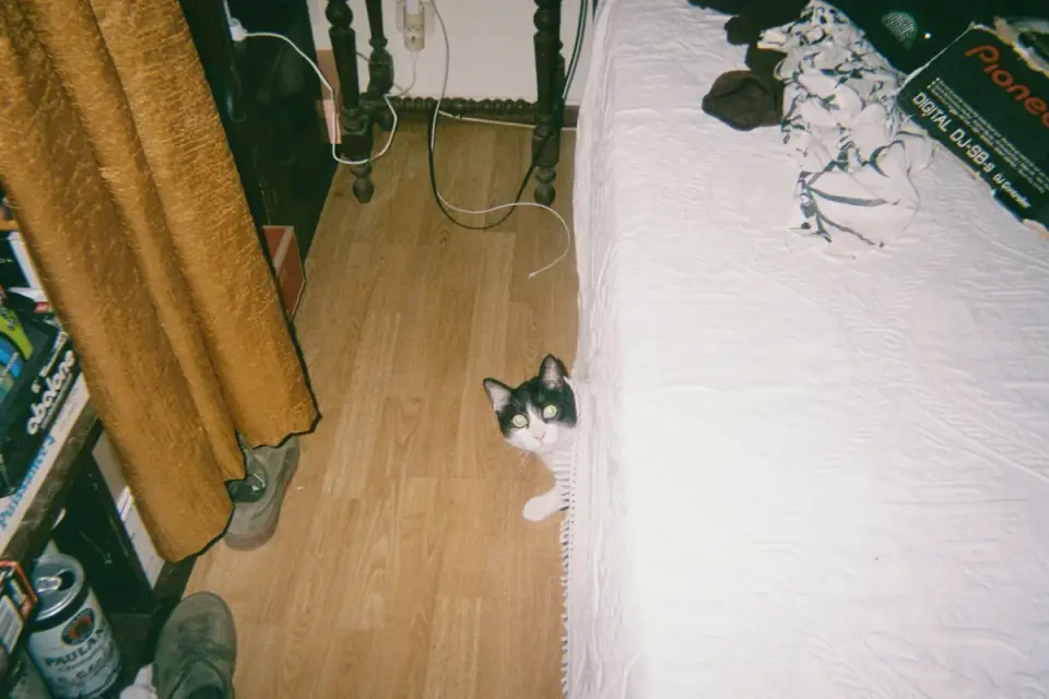A dog partially hidden under a bed during a thunderstorm