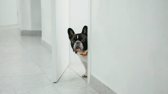 A dog pressed low under a kitchen table during a storm