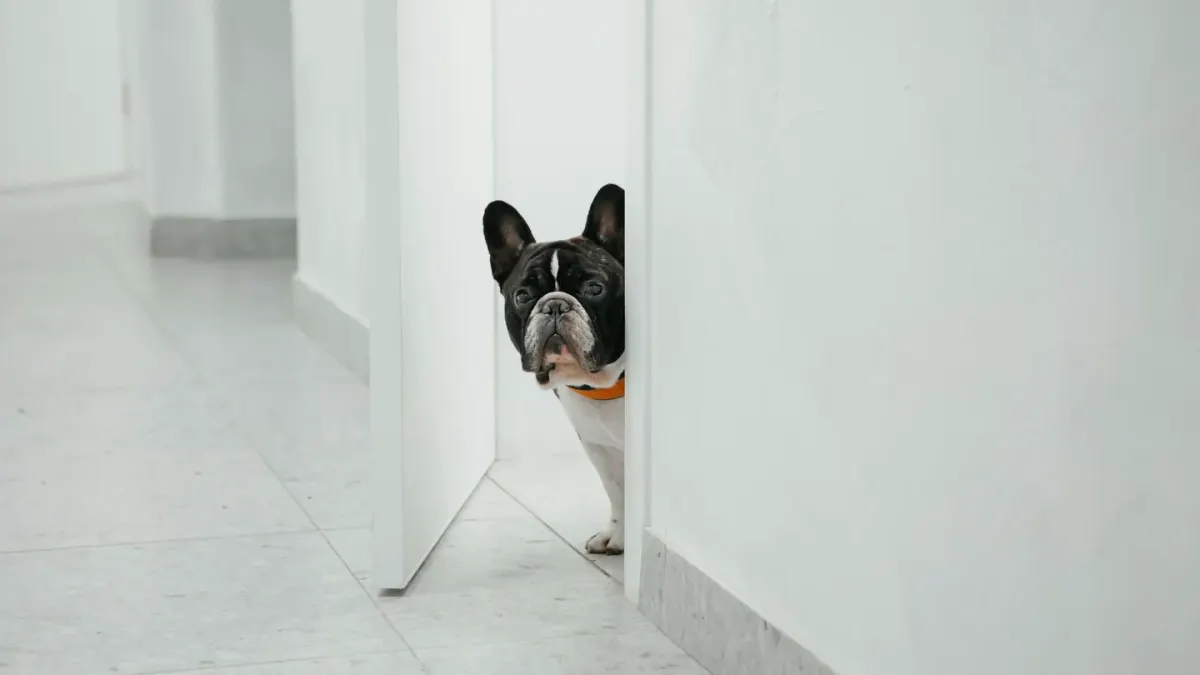 A dog pressed low under a kitchen table during a storm