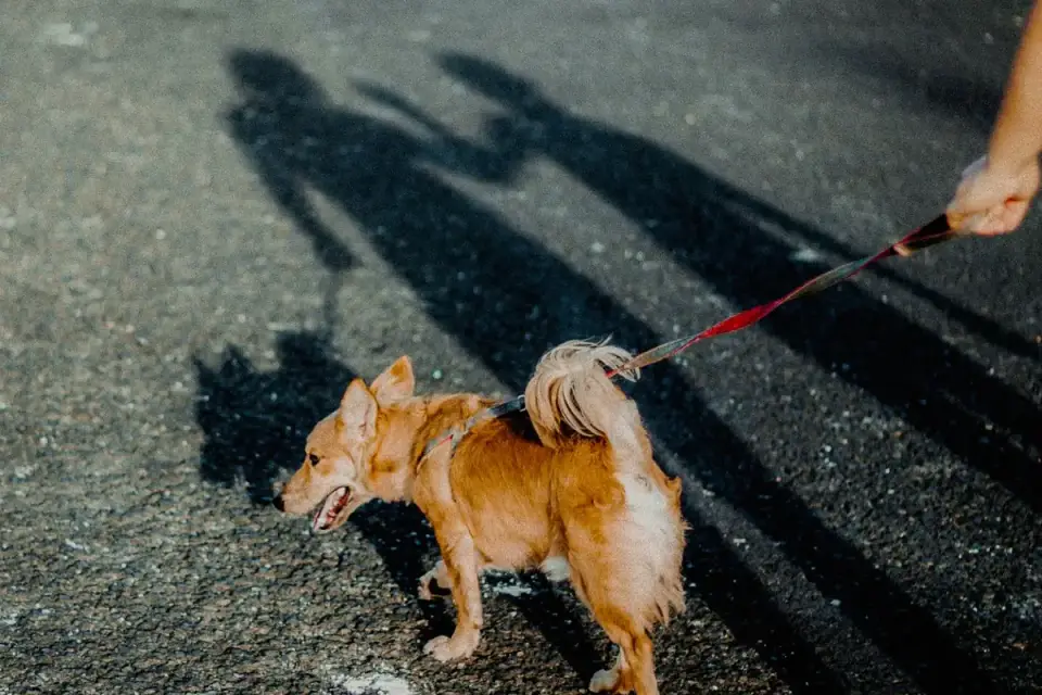 A dog pulling backward against a taut leash away from an approaching dog