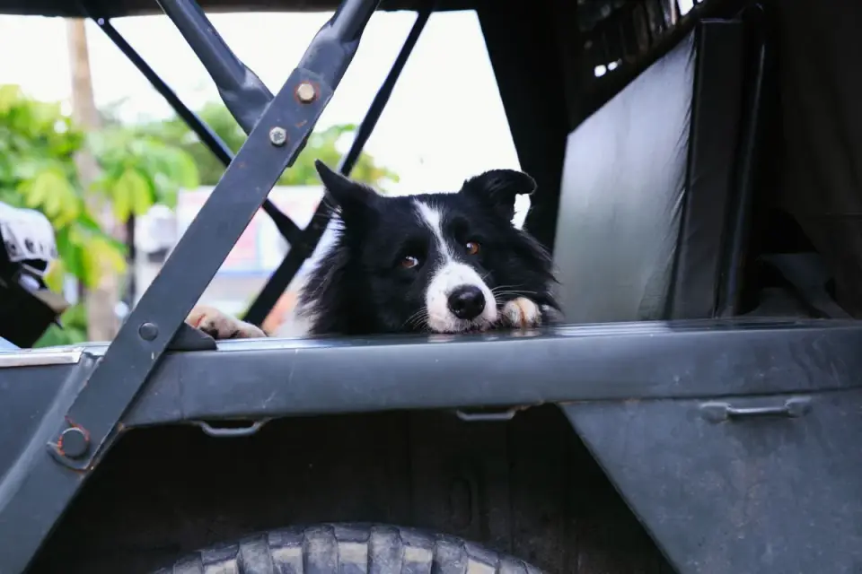 A dog resisting getting into a car&#x27;s open trunk in a driveway