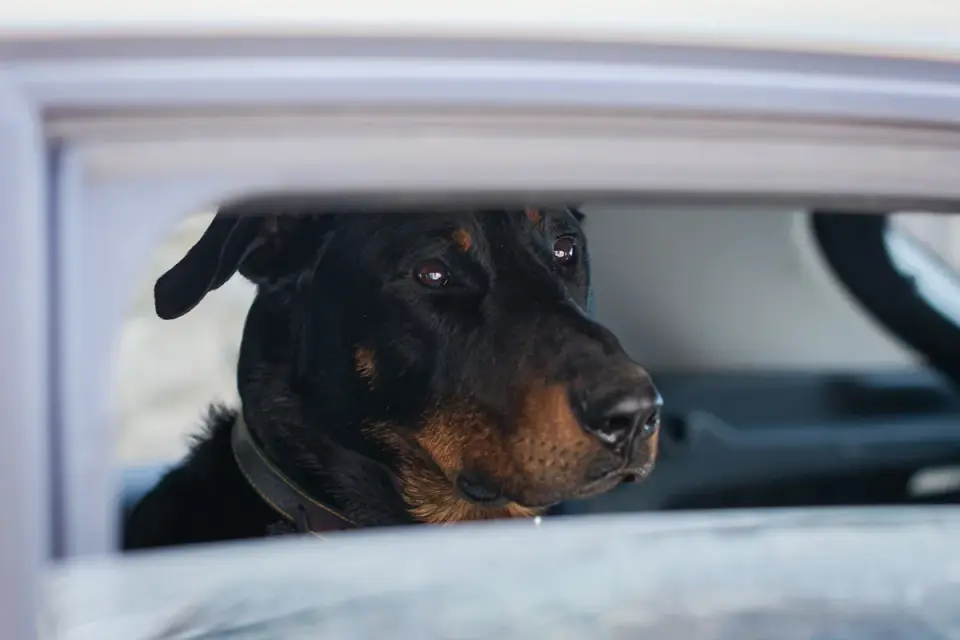 A dog resting calmly in the back seat of a car during a road trip