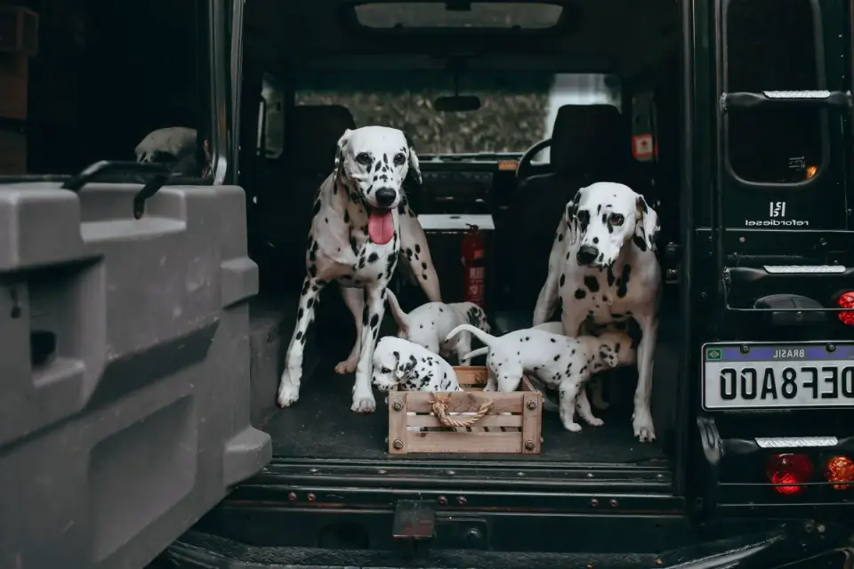 A dog resting calmly inside a secured travel crate in the back seat of a car