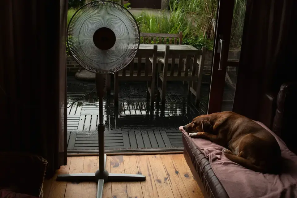 A dog resting calmly on a mat away from a living room window