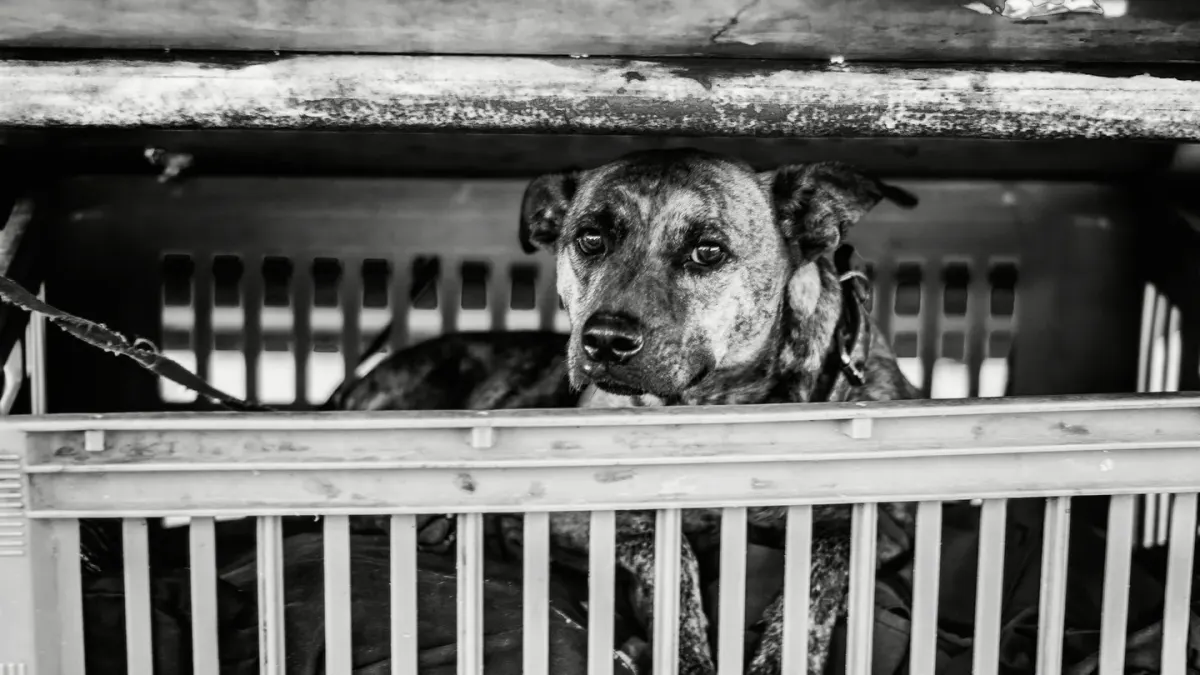A dog resting inside a secured travel crate on the back seat of a car