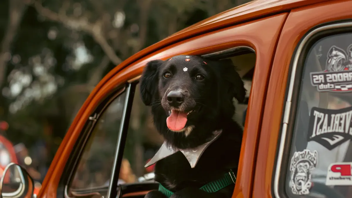 A dog resting its chin on a car door with a leash clipped in, looking slightly uneasy