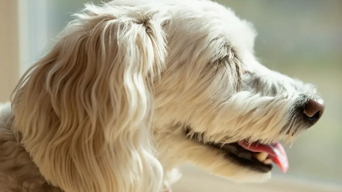 A dog resting near a window while home alone