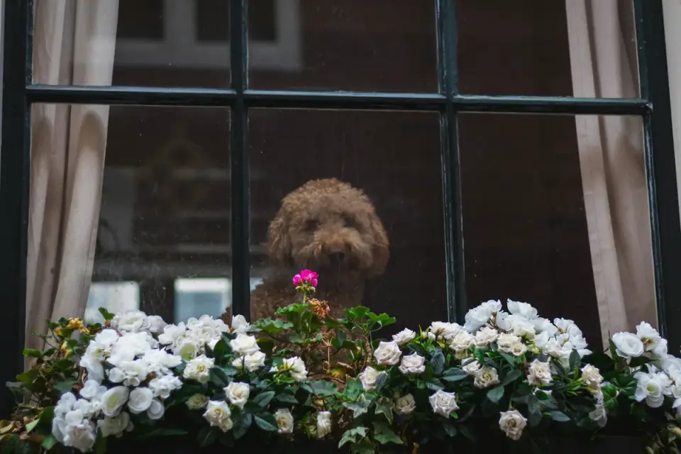 A dog resting near a window while home alone